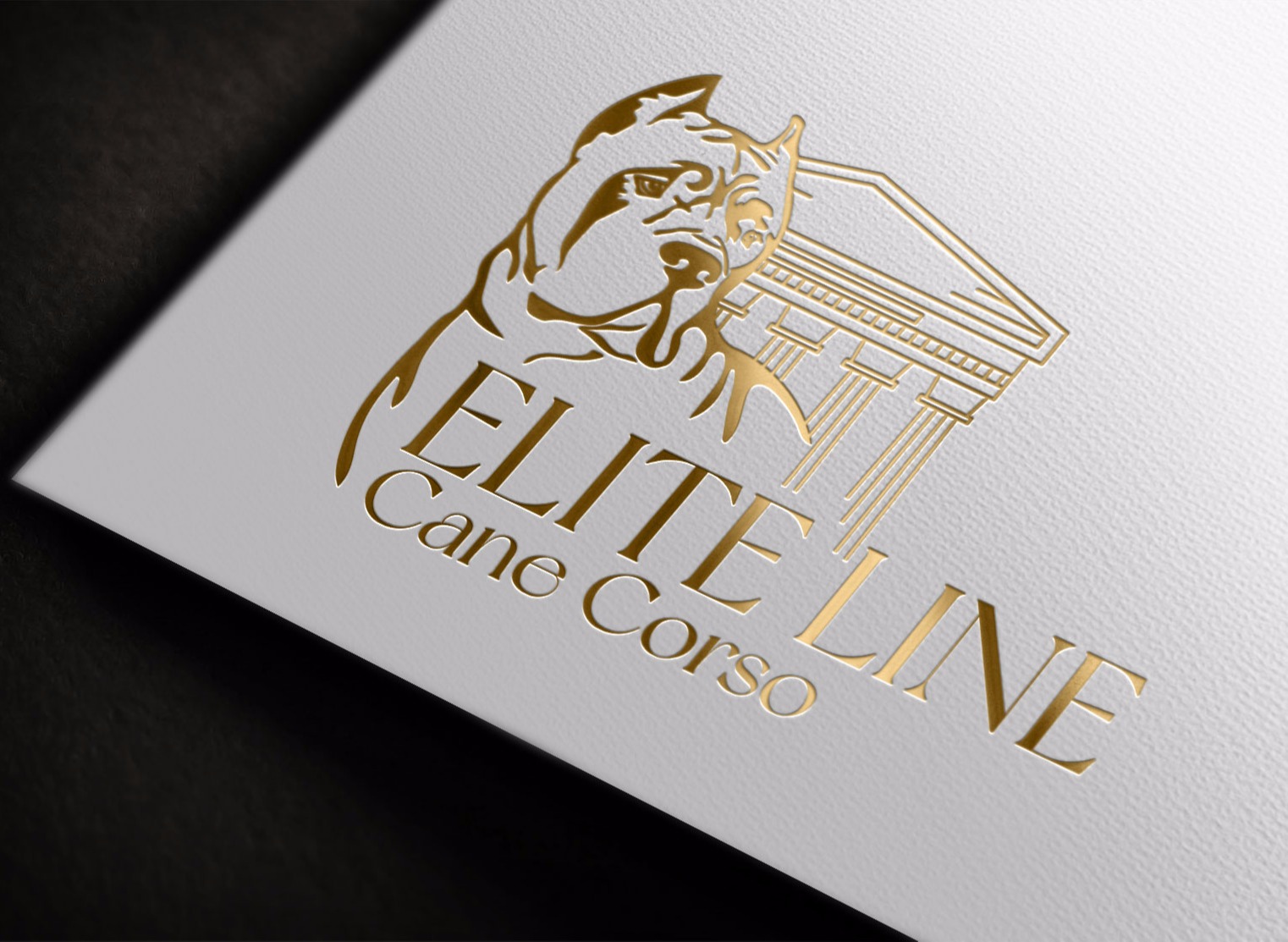 Cane corso logo design ideas. USA kennel logos